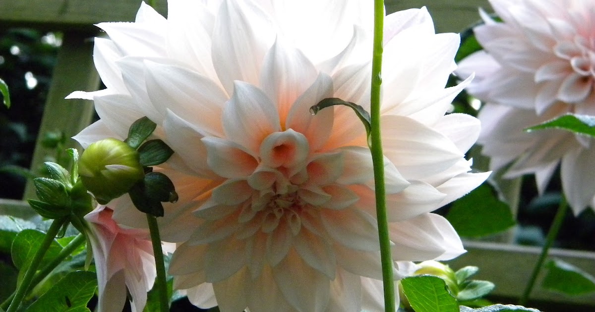 Wedding Flowers from Springwell Cafe Au Lait Dahlias and Amnesia Roses