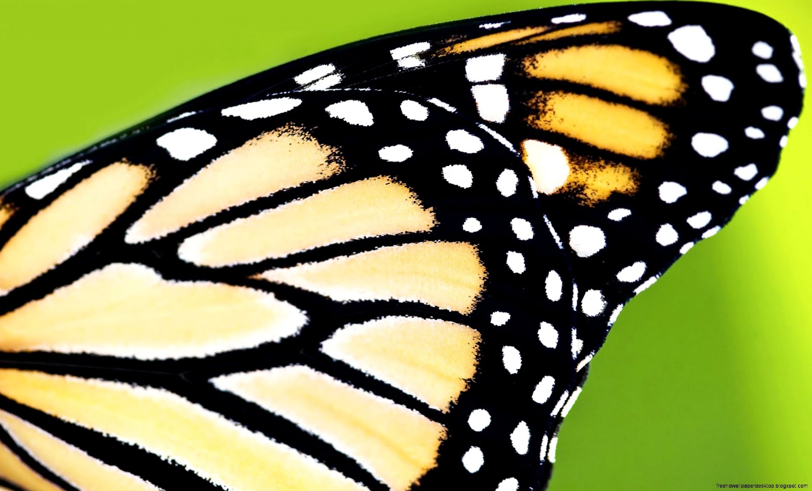 Monarch Butterfly Wings Monarch Butterfly Wings