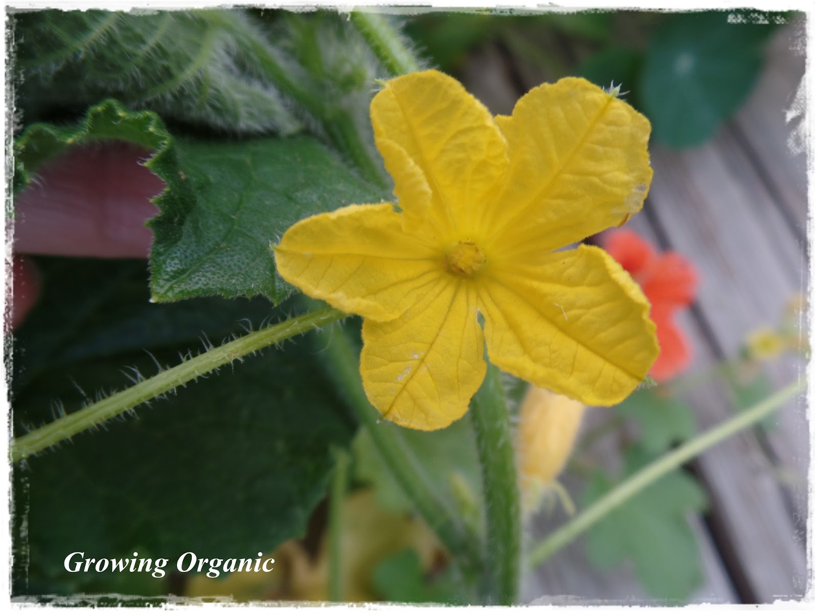 Growing Organic Cucumbers So Many Flowers So Few Fruits