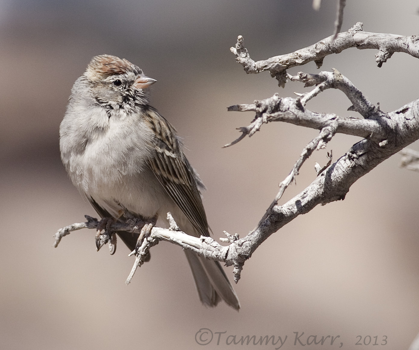 Birding Is Fun! Birding El Paso