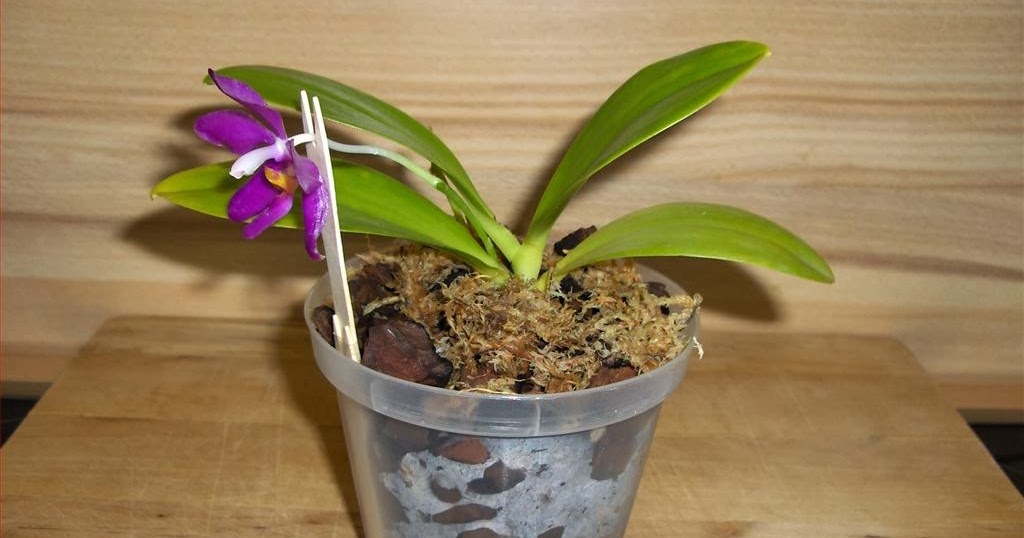Orchidee in fiore: Come rinvasare un'orchidea Phalaenopsis in bark