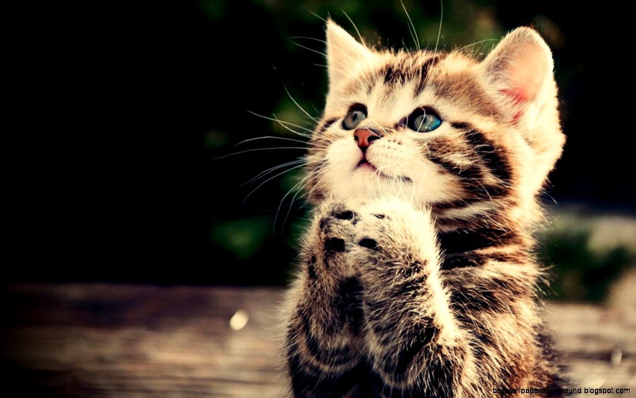 Cute Kitten Wallpaper Android Apps on Google Play Cute Kitten Wallpaper Android Apps on Google Play