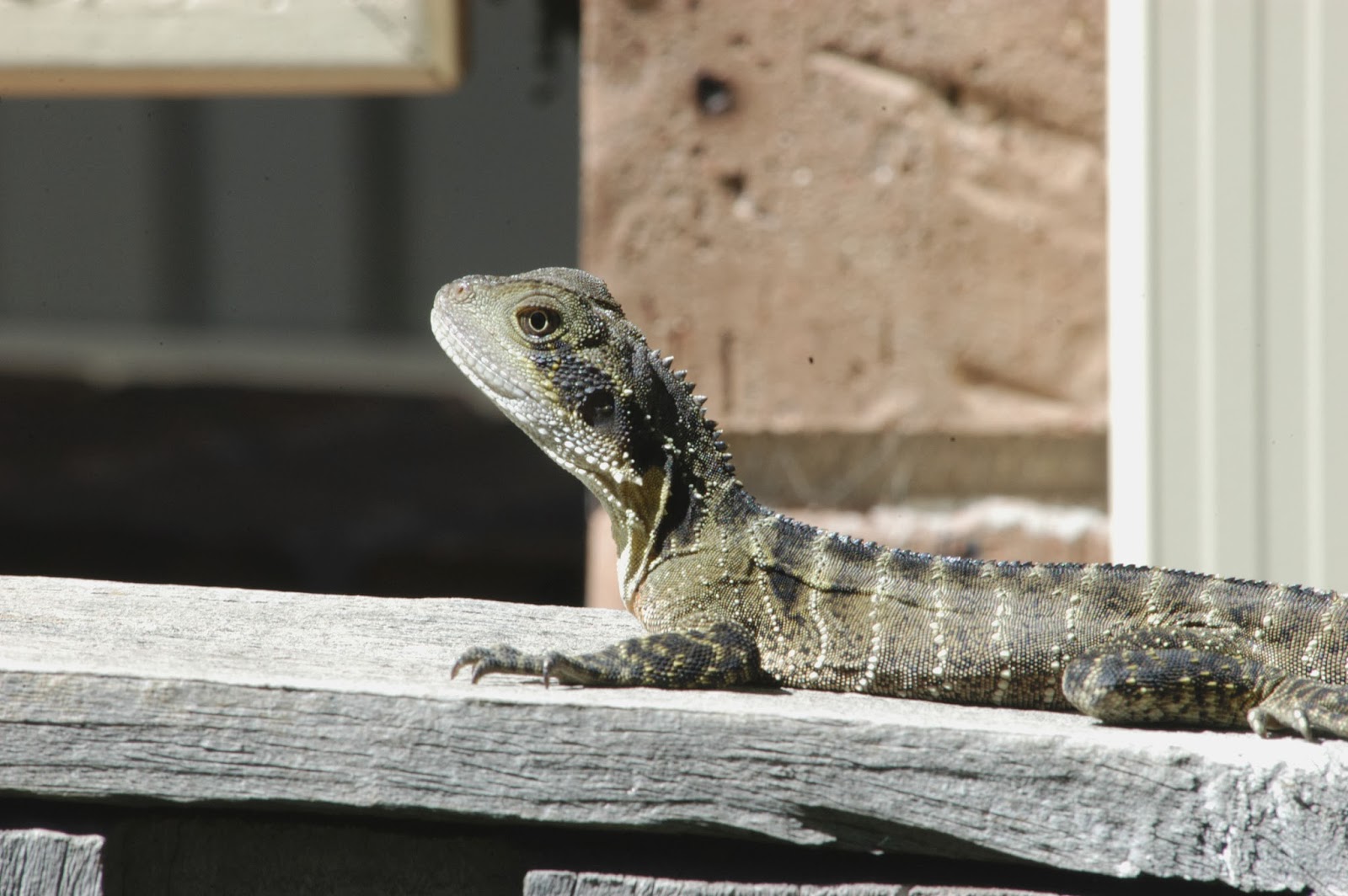 Small Animal Talk Common herbicides may be harmful to lizards and reptiles & zoo seminar