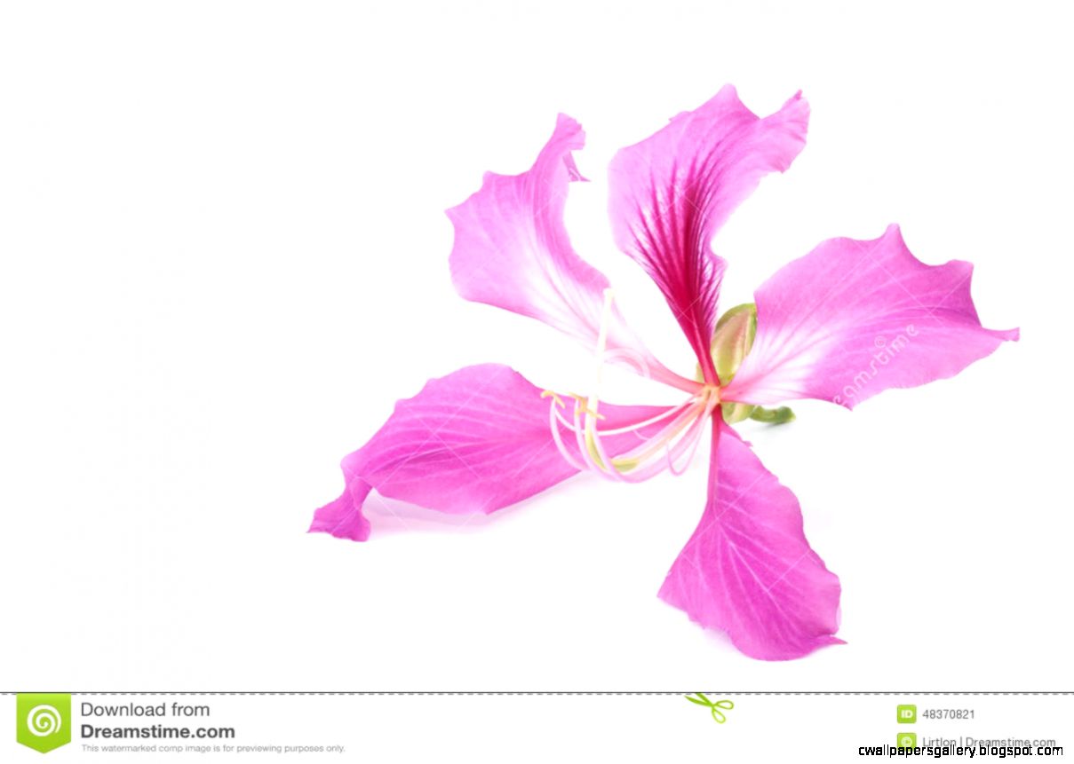 Orchid Tree Flower Isolated Stock Photo Image 48370821 Orchid Tree Flower Isolated Stock Photo Image 48370821