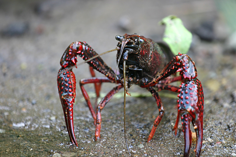 Crayfish Life of Sea