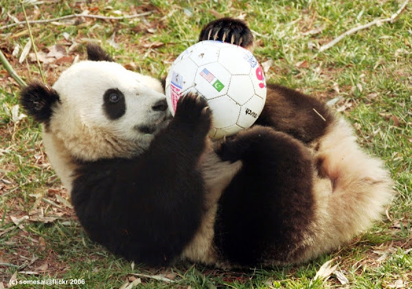Animals Are Seriously In Love with Soccer