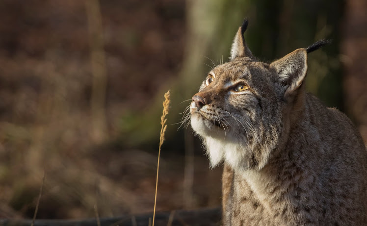 Lynx geniet van de zon