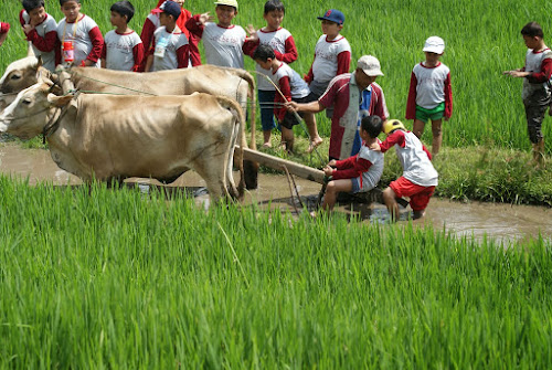 Foto belajar membajak sawah