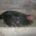 PENGERAMAN TELUR AYAM BANGKOK