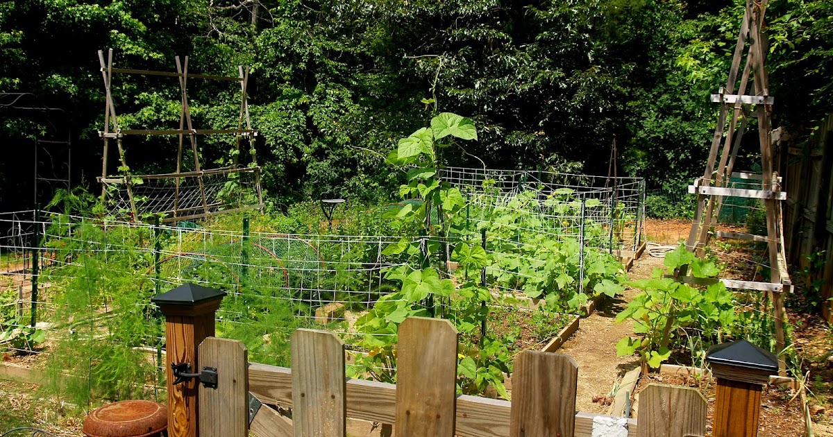 Budding and Blooming: Revisiting June Garden Goals