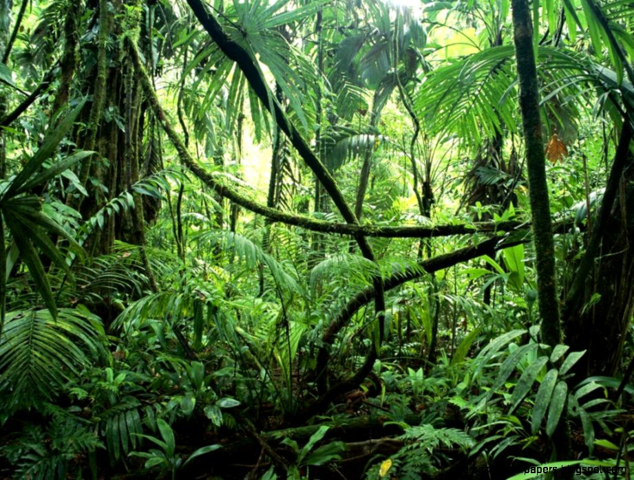Useful Information About Amazon Rainforest Useful Information About Amazon Rainforest