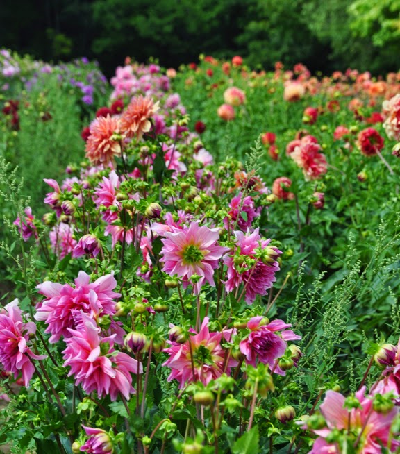 Three Dogs in a Garden Part 2 The Dinner Plates Dahlias & Flowers for