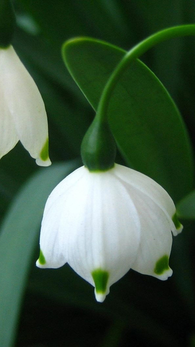 Free Download Spring Flower 2013 iPhone 5 HD Wallpapers | Free HD