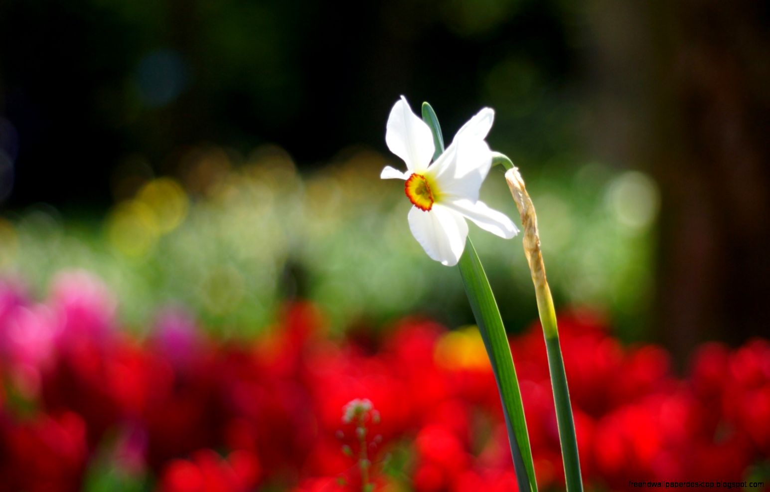 Flower Narcissus Sunny Spring Nature HD Wallpaper   FreeWallsUp Flower Narcissus Sunny Spring Nature HD Wallpaper   FreeWallsUp