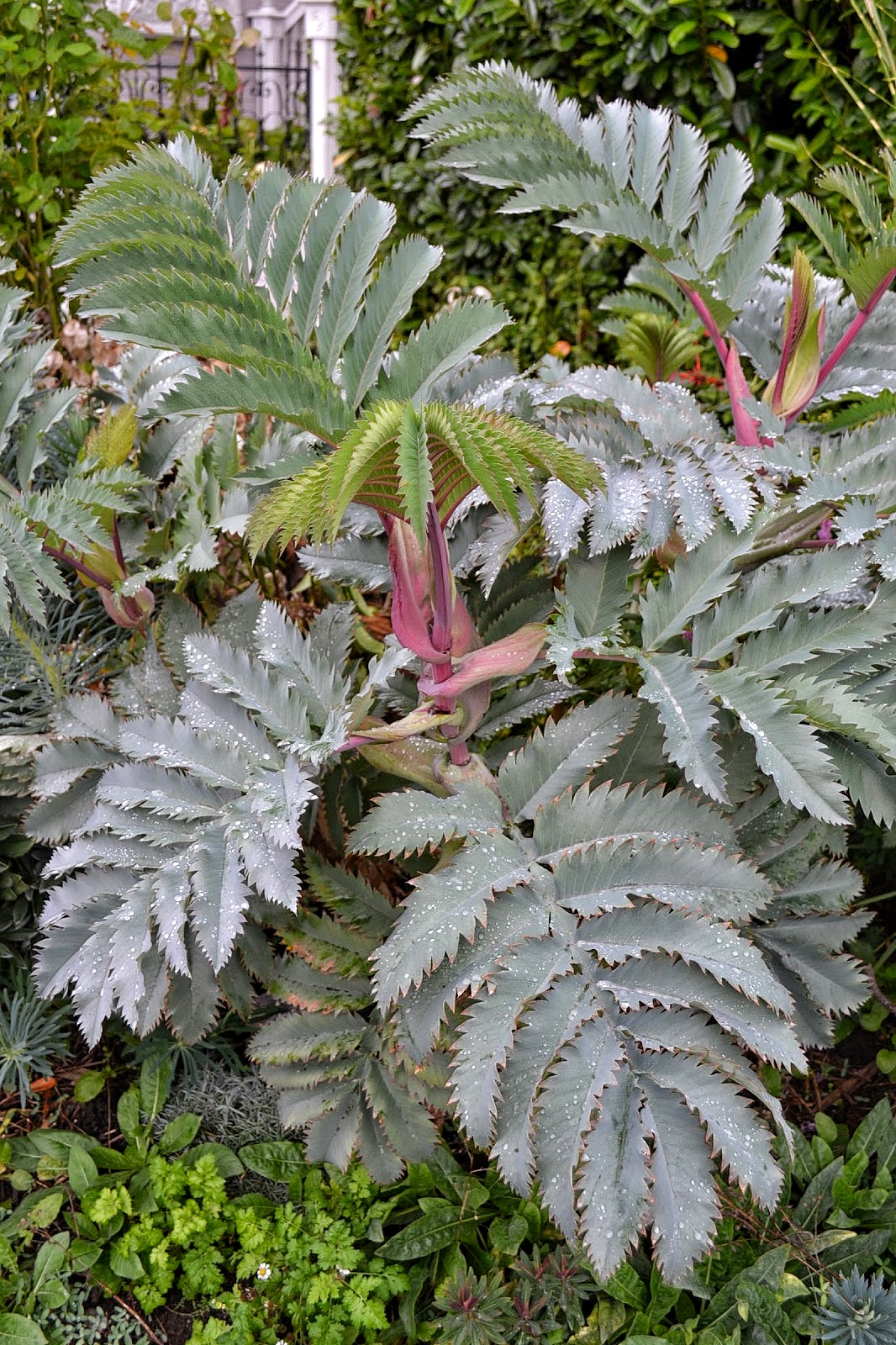 The Outlaw Gardener Melianthus major �Antonow�s Blue� My