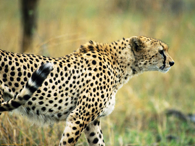 Wallpapers+HD+Animal Wallpapers+HD+Animal