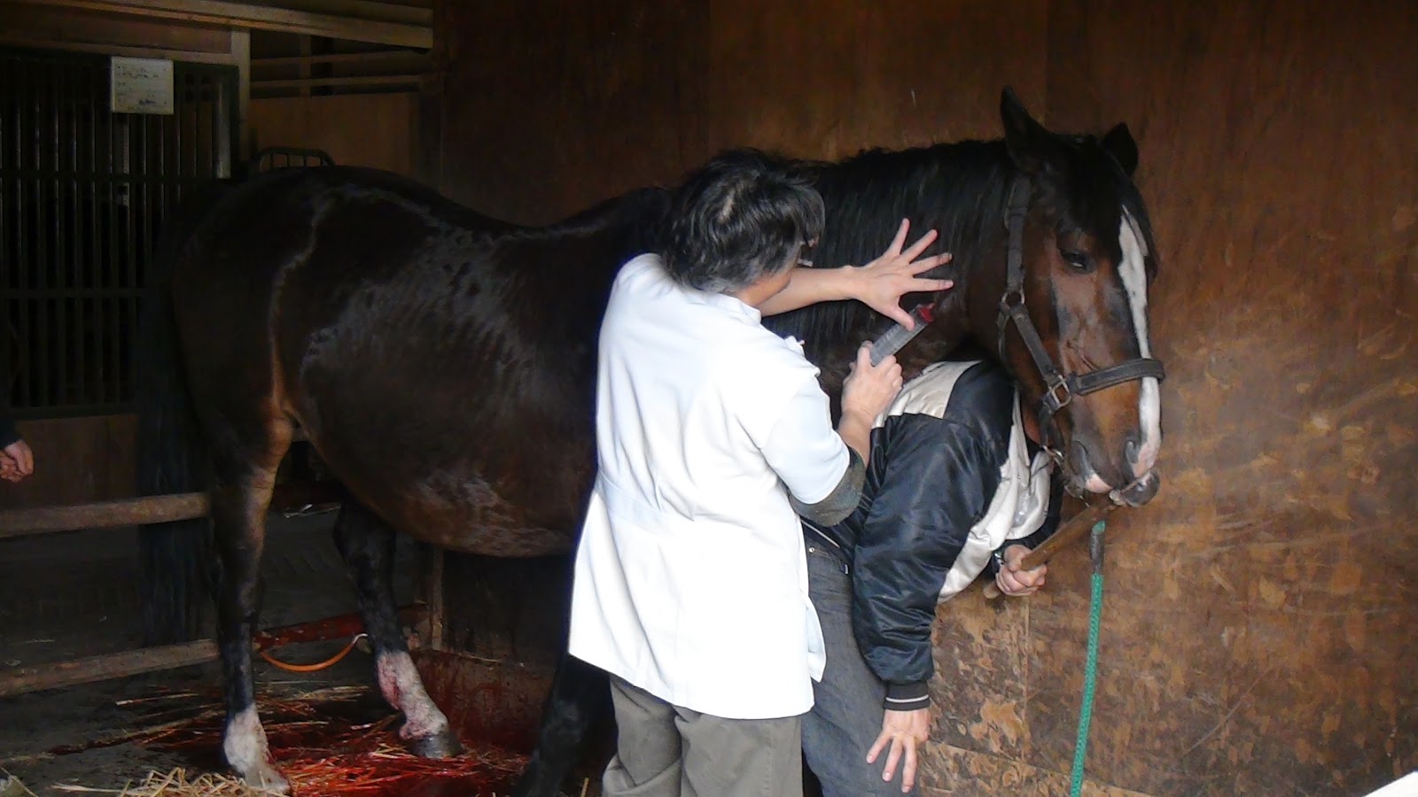 Equine Facilitated Project 胎盤停滞