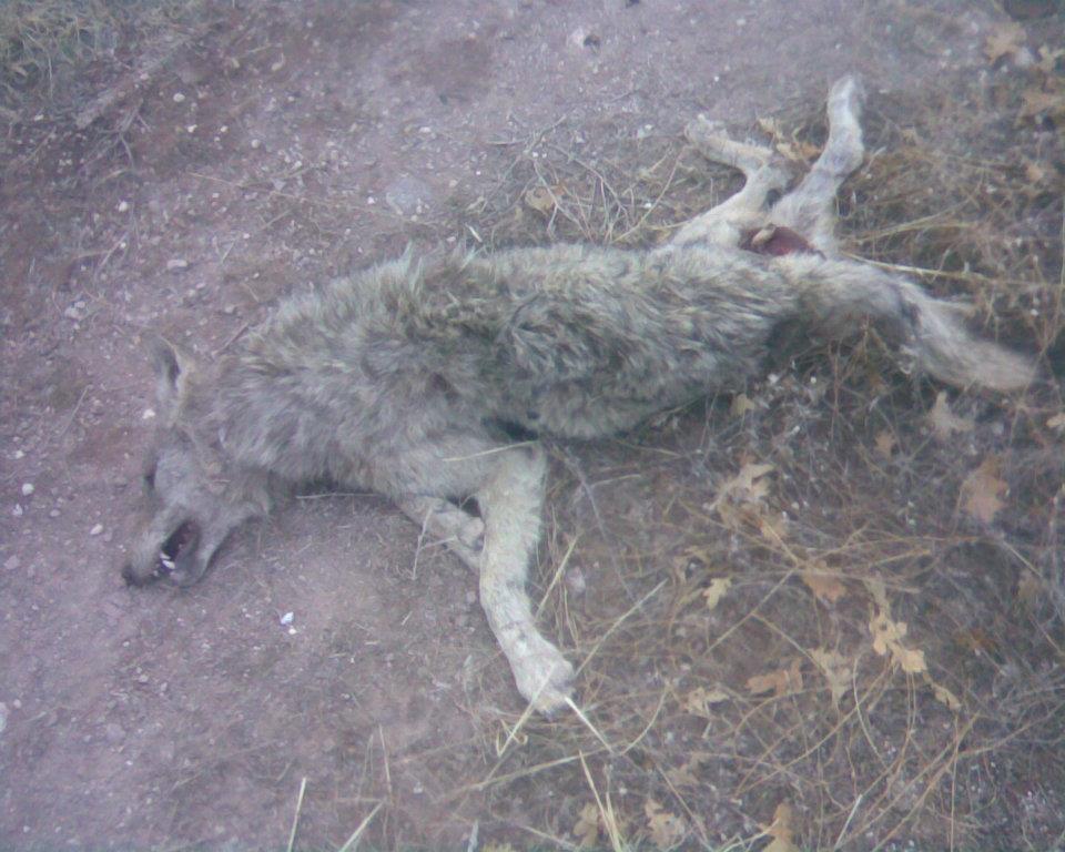 kangal kurt dövüşü KANGAL SEVDALILARI
