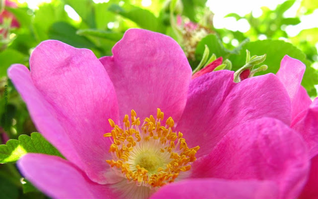 wild rose image, pink, nature, macro, © 2013 Annie Japaud Photography, wild roses 