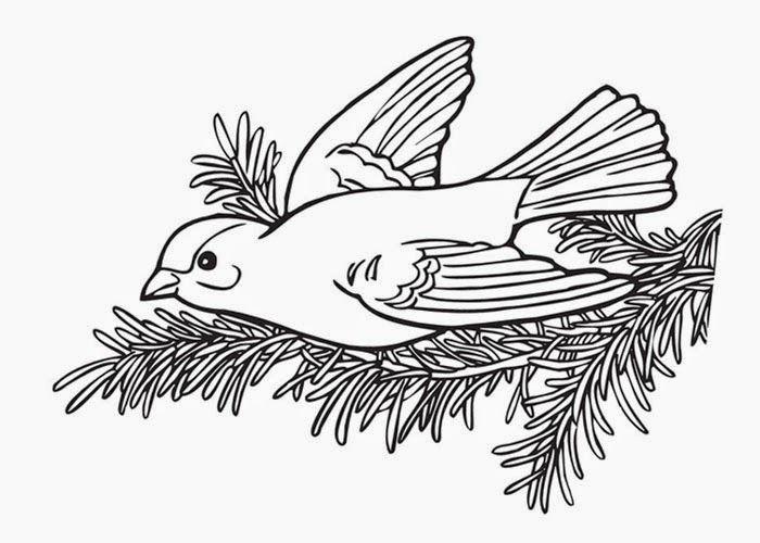 Bird coloring page | Free Coloring Pages and Coloring Books for Kids