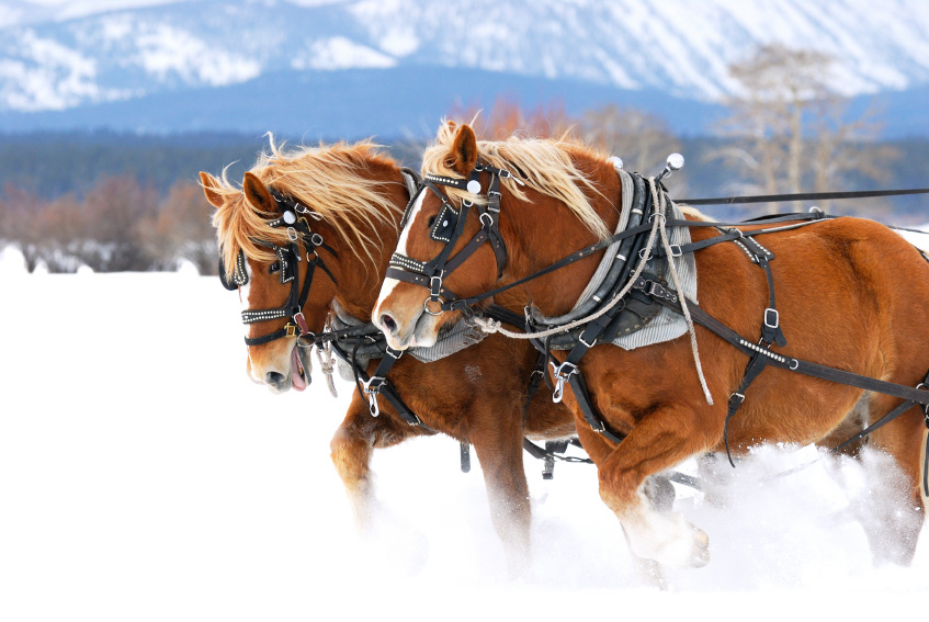 random bits of pie. and more. Horse Pulling