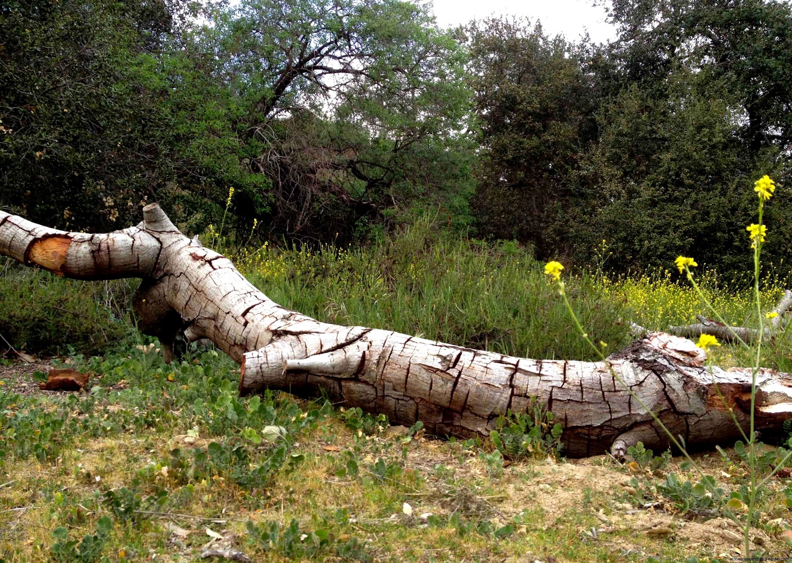 Fallen Tree Images TheCelebrityPix Fallen Tree Images TheCelebrityPix