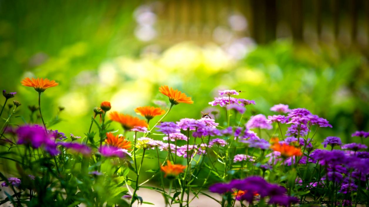 wallpapers desktop backgrounds Img Need wallpapers desktop backgrounds Img Need