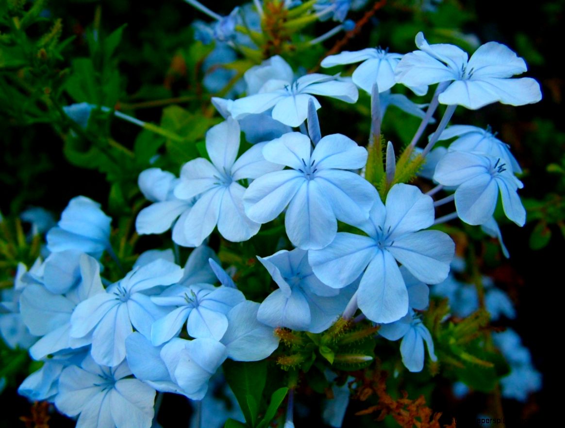 A Guide To Adding Blue Flowering Plants To Your Garden Crasstalk A Guide To Adding Blue Flowering Plants To Your Garden Crasstalk
