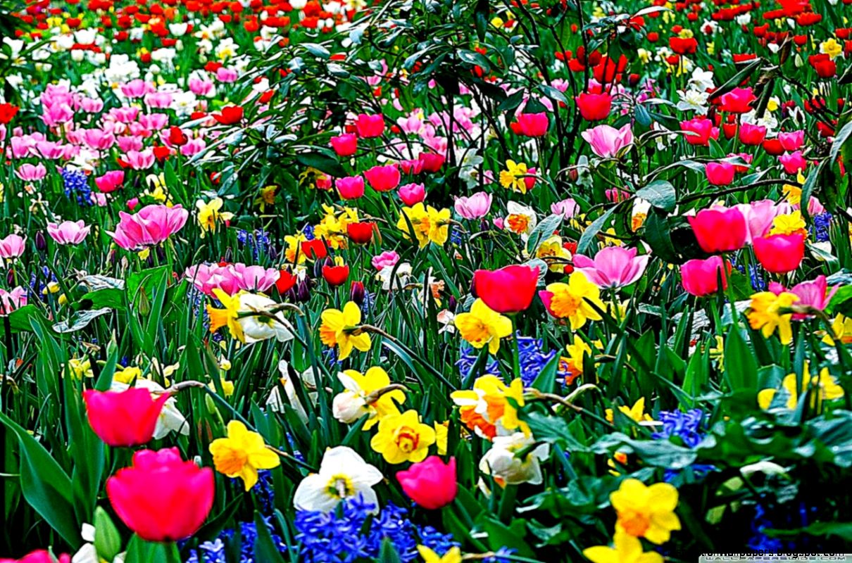 desktop wallpaper hd 3d full desktop wallpaper hd 3d full