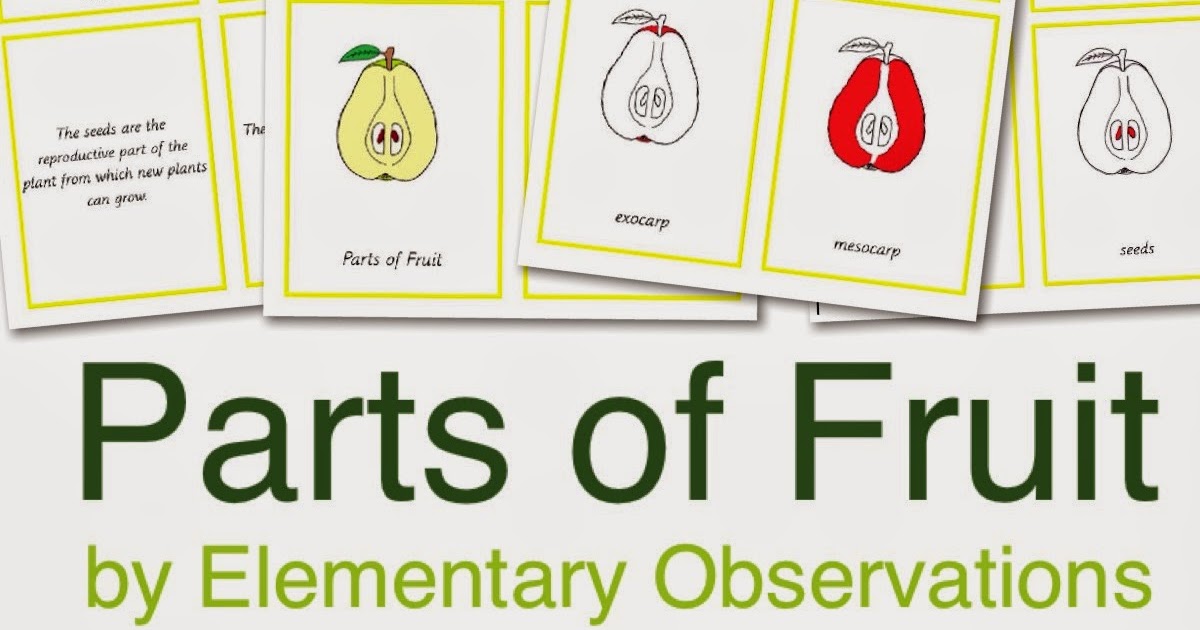 Elementary Observations Parts of a Fruit Parts of the Pear