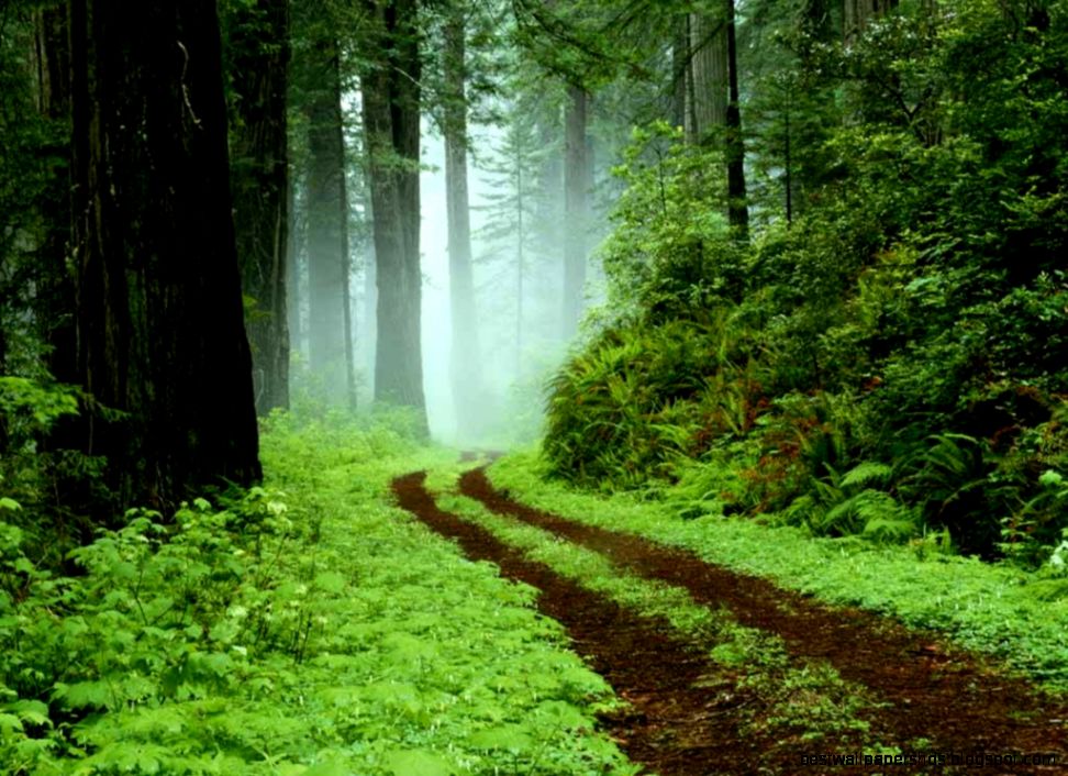 Forest Desktop Wallpaper All Wallpaper HD Forest Desktop Wallpaper All Wallpaper HD
