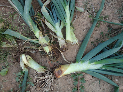 CEBOLLAS Y CEBOLLETAS ROÍDOS POR UN TOPILLO