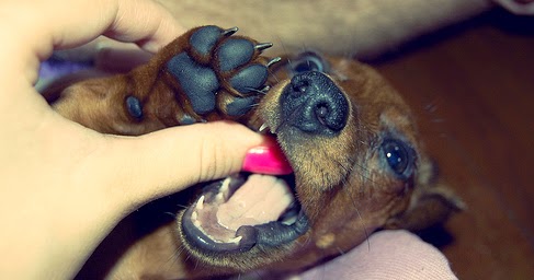 how to stop aggressive puppy biting how to stop a dachshund puppy from biting how to stop aggressive puppy biting how to stop a dachshund puppy from biting