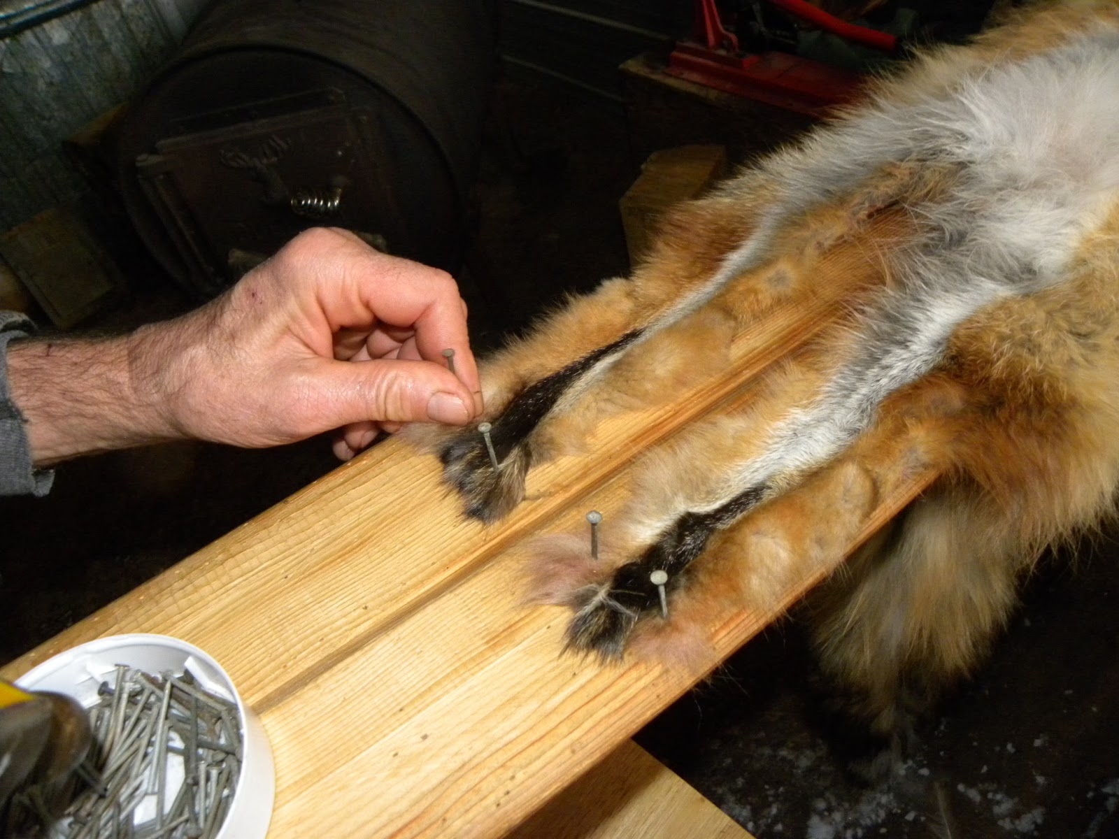 Setting Up A Fox Trap