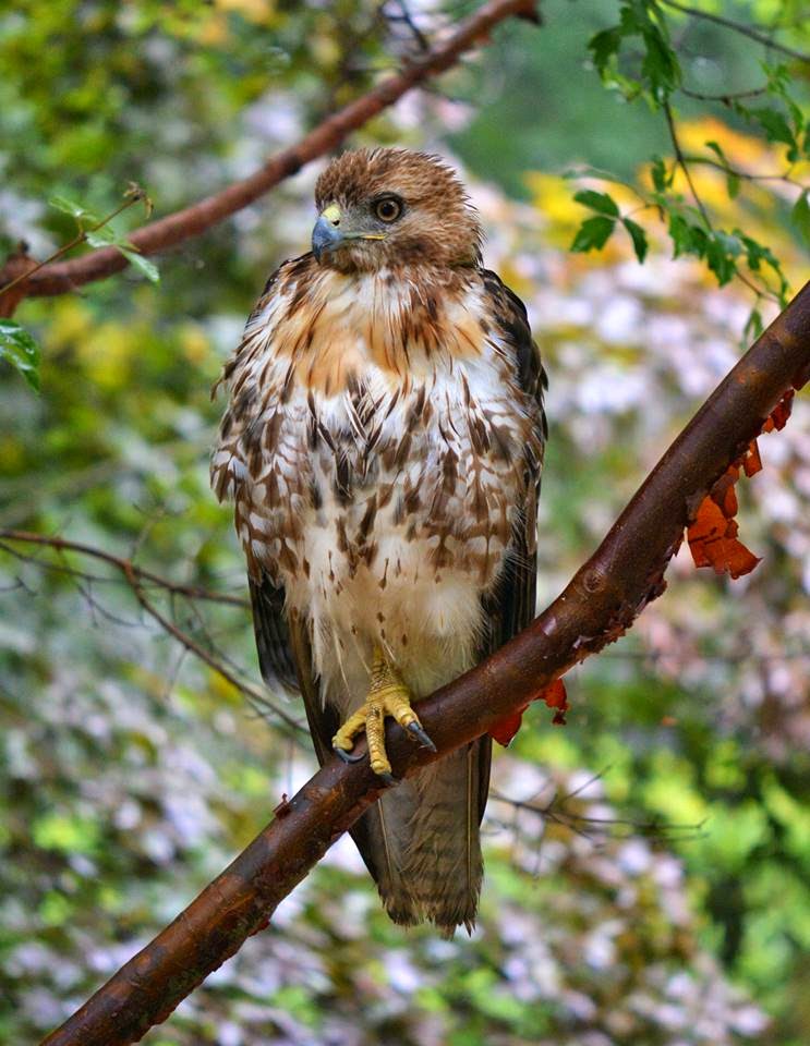 Nature Rambling Why birds stand on one leg