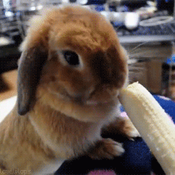 4.+Rabbit.gif