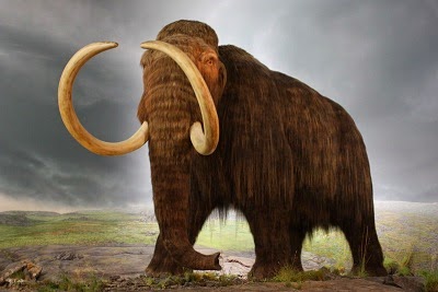 Woolly Mammoth 
