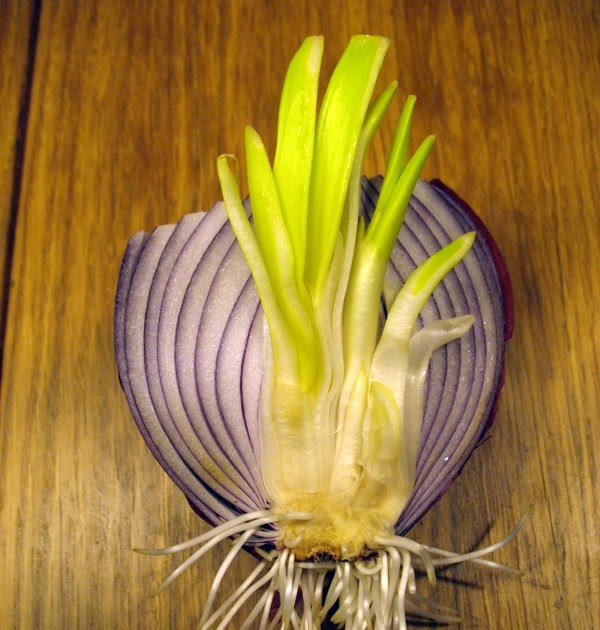 The Lansey Brothers' Blog Growing half an onion