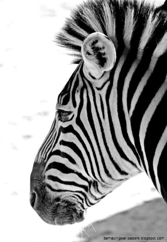 Black and White Zebra by AlainaMariee on DeviantArt Black and White Zebra by AlainaMariee on DeviantArt