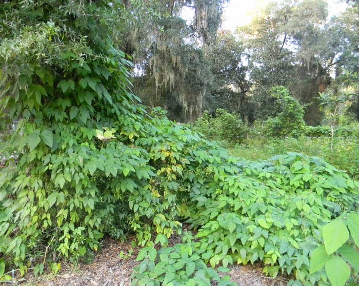 Florida Survival Gardening Velvet beans useful and medicinal