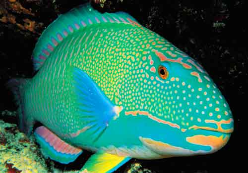 rainbow parrot fish - All Best Desktop Wallpapers
