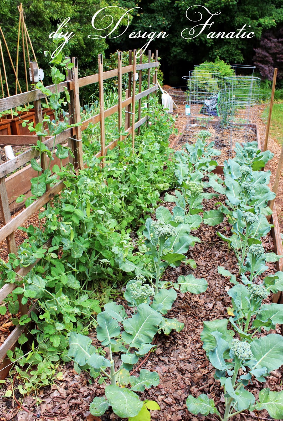 raised bed garden