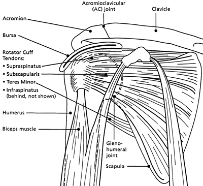 ICD 9 Code For Shoulder Pain