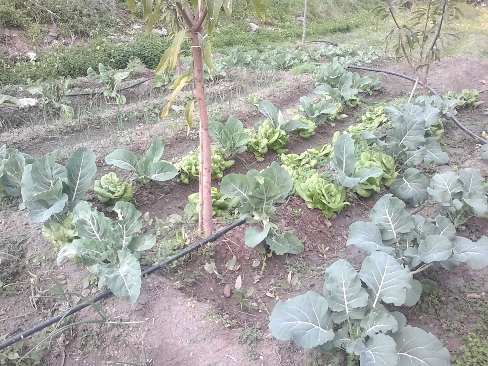 DIARIO DE UN CAMPESINO PODA DE FRUTALES