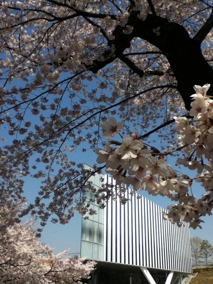 Yz Studio 東工大新図書館と桜の初コラボ