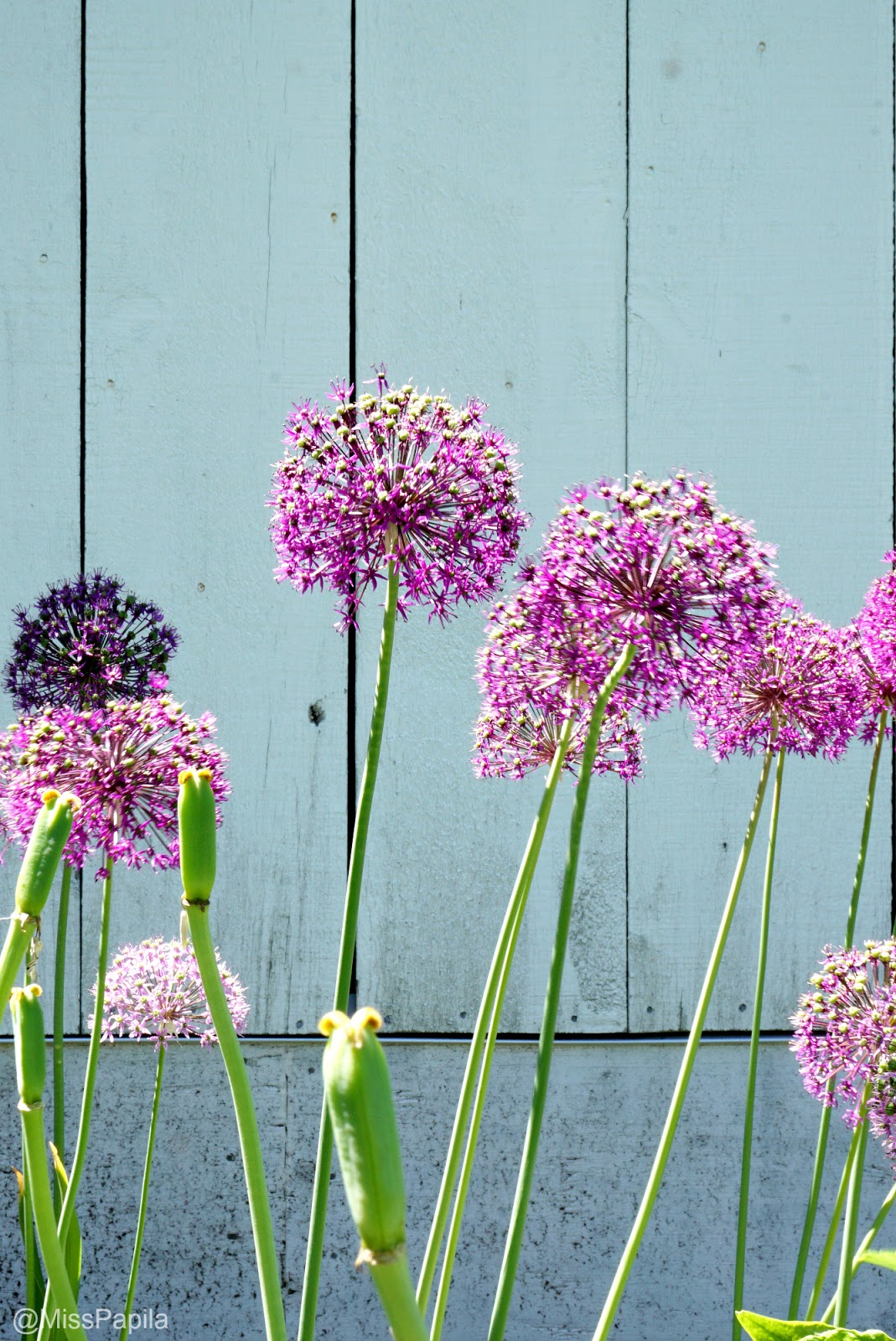 Lueur Des Sens Tubereuse Blanche
