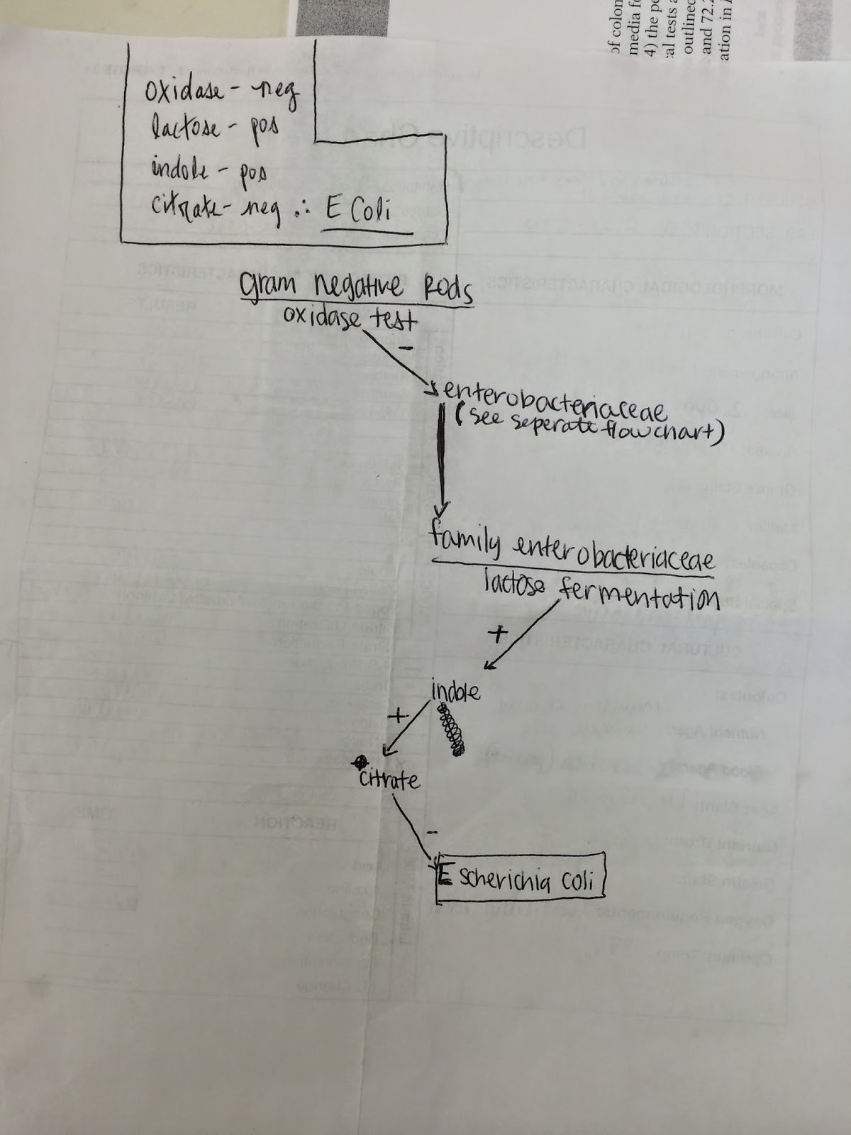 Getting Bacteria Samples June 2014