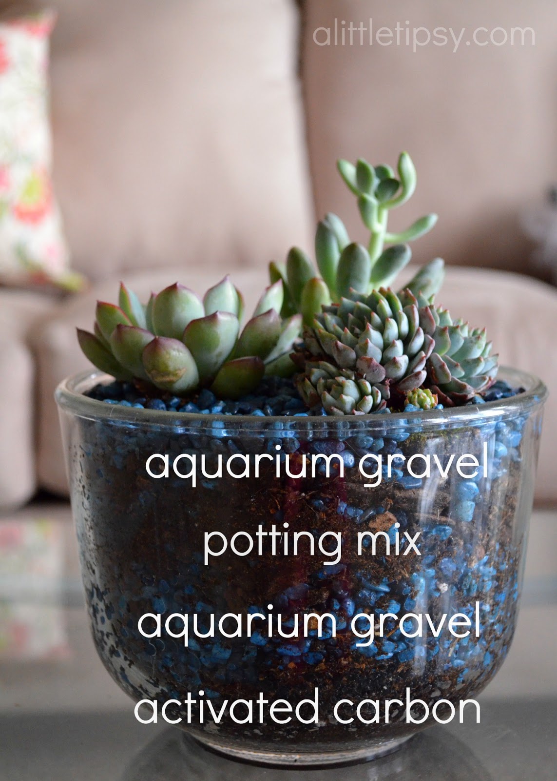 Succulents A HowTo Guide A Little Tipsy
