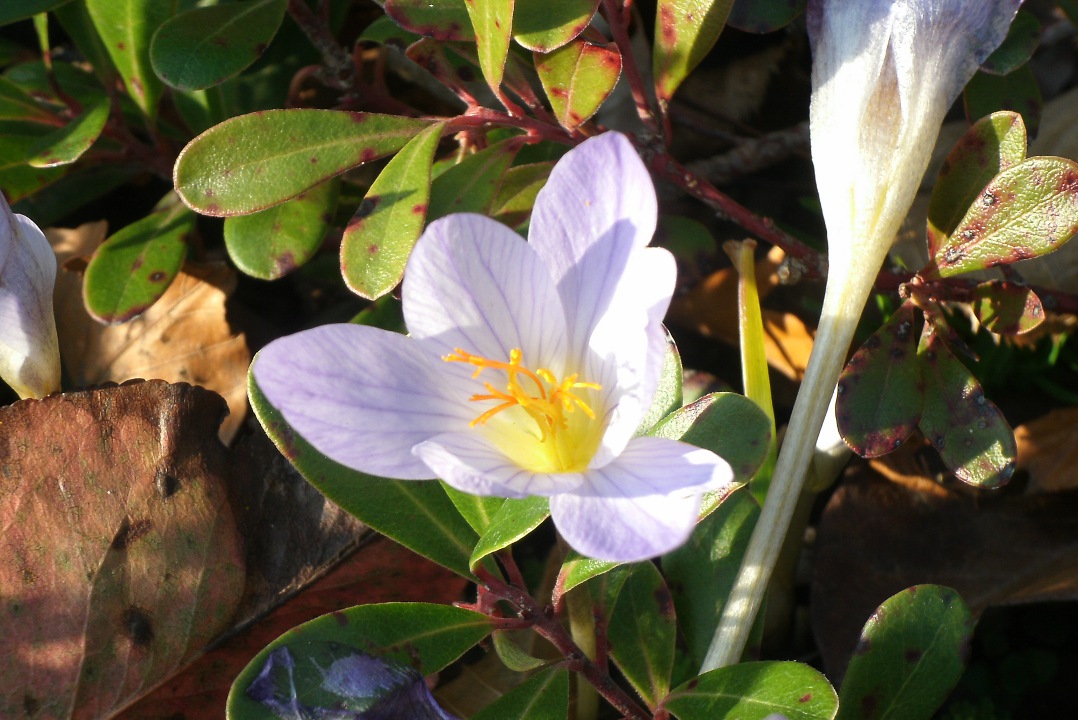 detail_autumn_crocus_colchicum_autumnale_toronto_botanical_garden_by_garden_muses_a_toronto_gardening_blog detail_autumn_crocus_colchicum_autumnale_toronto_botanical_garden_by_garden_muses_a_toronto_gardening_blog