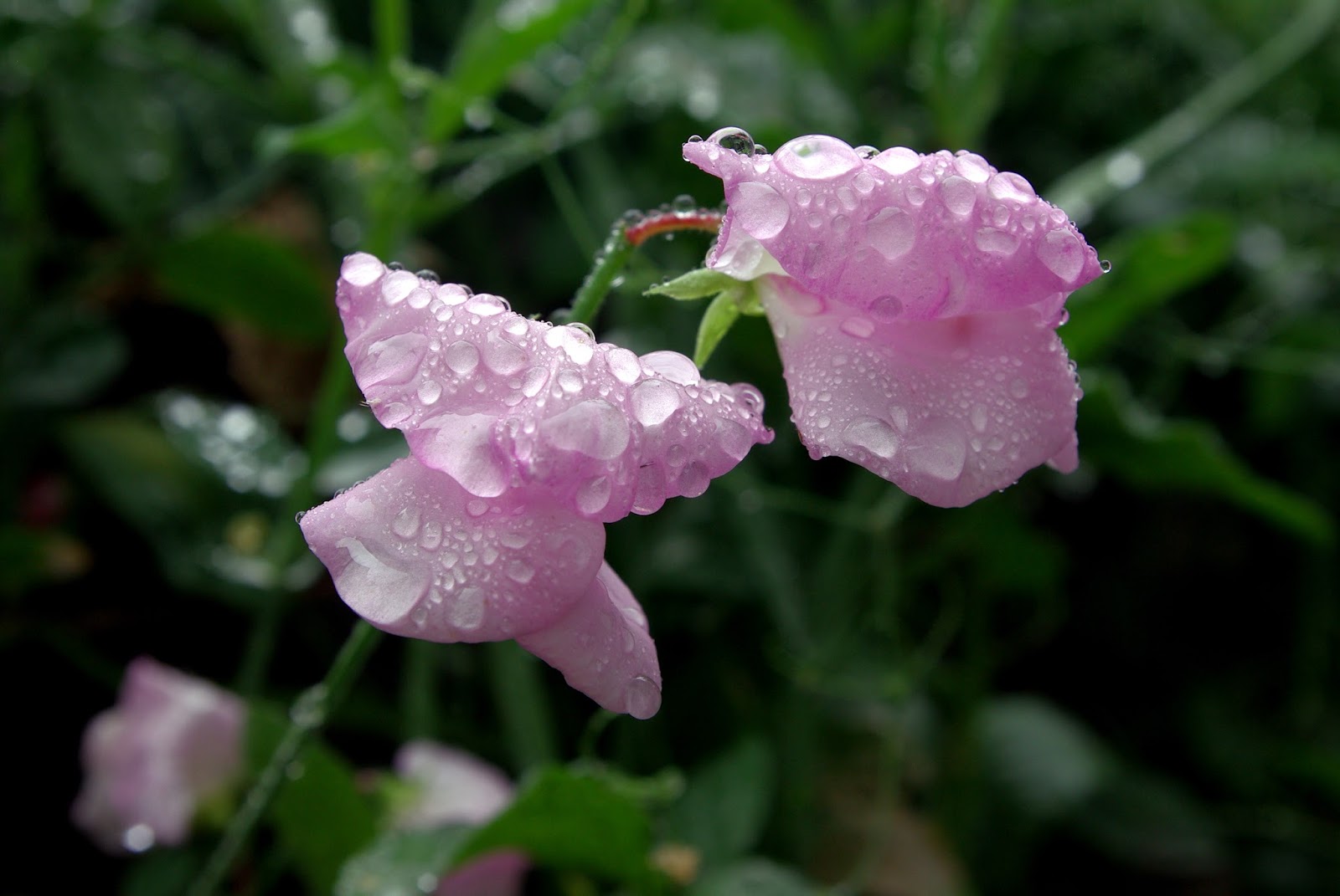 wordsculptures The flowers are crying